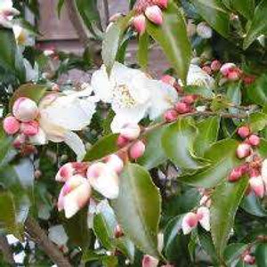 Camellia transnokoensis 6L