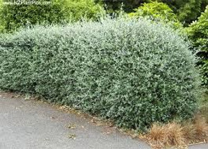 Teucrium fruticans 10cm Teucrium fruticans 10cm