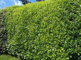 Griselinia litoralis 1L