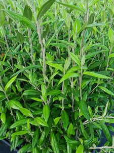 Corokia 'Geentys Giant' - Hedg 10cm