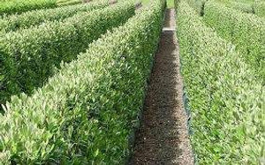 Corokia 'Geenty's Green' 6L