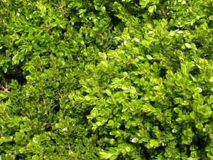 Buxus microphylla var. j 'Aure 10cm