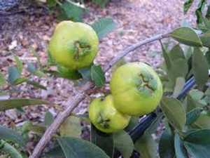 Guava 'Yellow Cherry' 3L