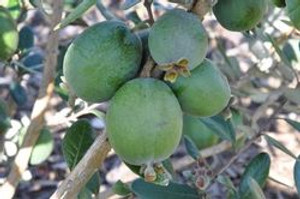 Feijoa 'Pounamu' 3L Feijoa 'Pounamu' 3L