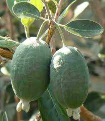 Feijoa 'Triumph' PB8