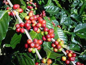 Coffee Plant 1.9L