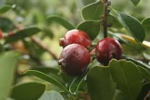 Guava 'Red Cherry' 3L