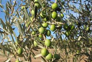 Olive 'Manzanillo' 3.3L Olive 'Manzanillo' 3.3L