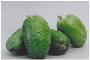 Feijoa 'White Goose' 3L Feijoa 'White Goose' 3L