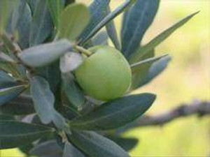 Olive 'El Greco' 6L Olive 'El Greco' 6L