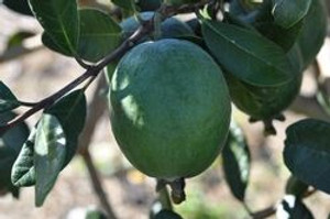 Feijoa 'Kakapo' 3.5L Feijoa 'Kakapo' 3.5L