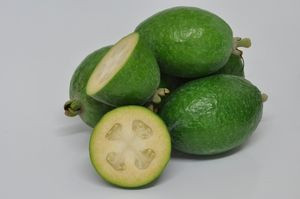 Feijoa 'Arhart' 3L Feijoa 'Arhart' 3L
