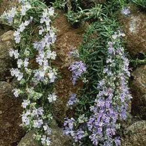 Rosmarinus 'Lockwood De Forest 2.5L Rosmarinus 'Lockwood De Forest 2.5L