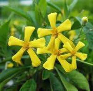 Hymenosporum 'Gold Nugget' 2.5L