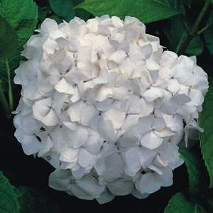 Hydrangea 'Le Cygne' 6L