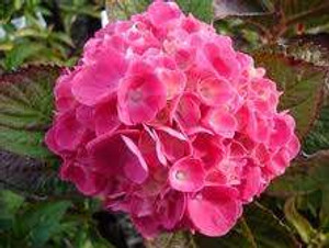 Hydrangea macrophylla 'Piamina 3L Hydrangea macrophylla 'Piamina 3L