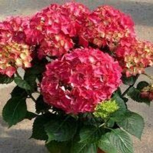 Hydrangea 'Paris' 4.5L Hydrangea 'Paris' 4.5L