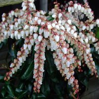Pieris 'Dorothy Wykoff' 4.5L