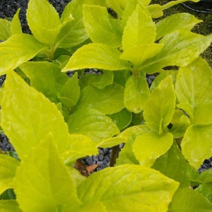 Hydrangea 'Goldie' 6L Hydrangea 'Goldie' 6L