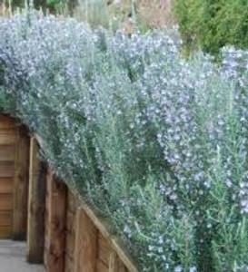 Rosmarinus 'September Blue' 2.5L