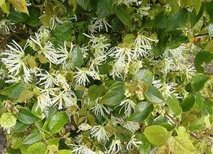Loropetalum c 'Iceberry' 3.3L