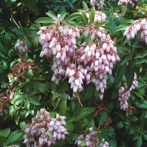 Pieris 'Christmas Cheer' 4.5L Pieris 'Christmas Cheer' 4.5L
