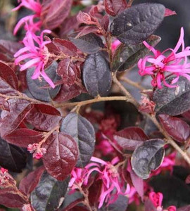 Loropetalum 'Plum Delight' - S 8.5L