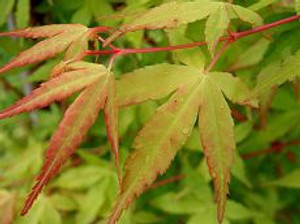 Acer palmatum 'Ueno Yama' 6L