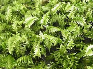 Asplenium 'Maori Princess' 2L