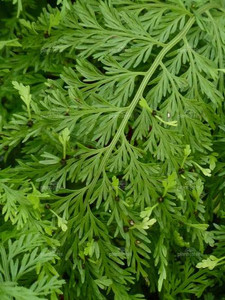 Asplenium bulbiferum 2.5L