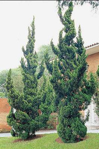 Juniperus chinensis 'Kaizuka' PB8 Juniperus chinensis 'Kaizuka' PB8