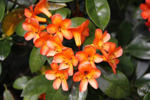 Rhododendron v 'Golden Charm' 3.3L