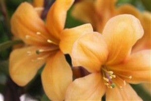 Rhododendron v 'Butterscotch' 3.3L Rhododendron v 'Butterscotch' 3.3L
