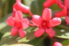 Rhododendron v 'Little Devil' 3L