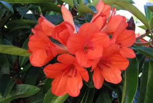Rhododendron v 'Captain Scarle 3L