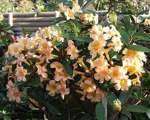 Rhododendron v 'Just Peachy' 2.5L