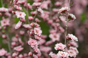 Leptospermum 'Blossom' 3.3L