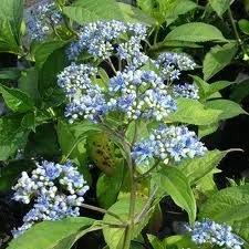Dichroa versicolor 'Blue Sapph 3.5L