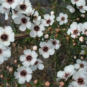 Leptospermum 'Wiri Susan' 2.5L