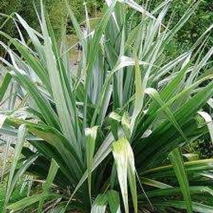 Astelia c 'Silver Spear' 2.5L