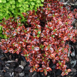 Coprosma 'Ignite' 2.5L