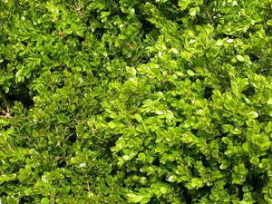 Buxus 'Green Gem' 2L