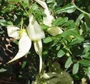 Clianthus puniceus 'Albus' 1.5L Clianthus puniceus 'Albus' 1.5L