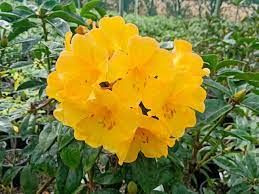Rhododendron v 'Scented Sun' 2.5L