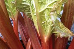Rhubarb 'Winter Wonder' 1.9L