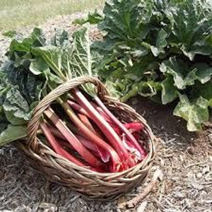 Rhubarb 'Crimson Crumble' 2L