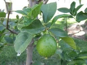 Citrus 'Lime Bearss' 25L Citrus 'Lime Bearss' 25L