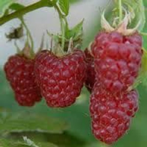 Raspberry 'Tulameen' 2L (91632) 3L