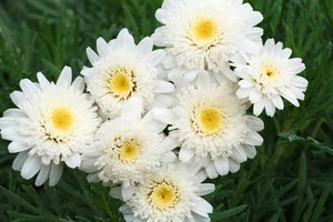 Argyranthemum 'Sugar & Ice' 1.5L Argyranthemum 'Sugar & Ice' 1.5L