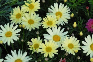 Argyranthemum 'Butterball' 14cm Argyranthemum 'Butterball' 14cm